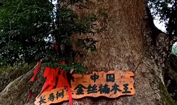 黄梨木和金丝楠木哪个贵(3)