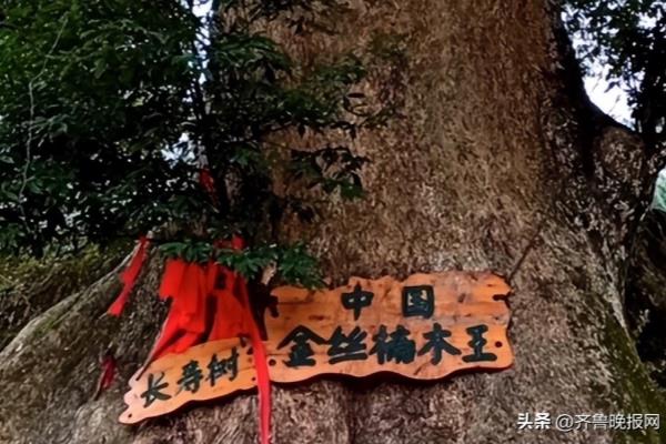 黄梨木和金丝楠木哪个贵.