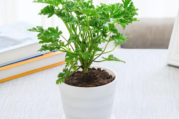 艾篙的功效和作用是什么.