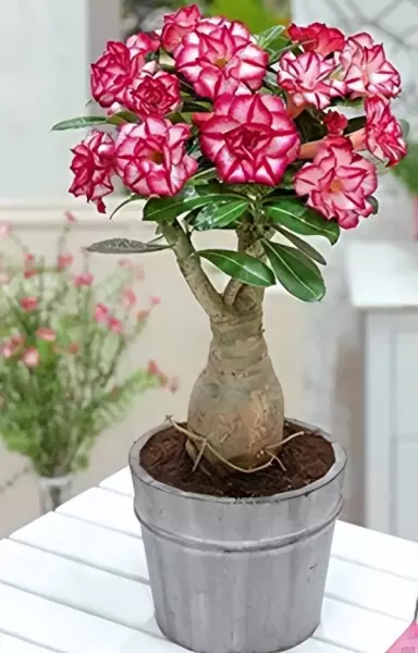 仙丹花开花后怎么处理(10)