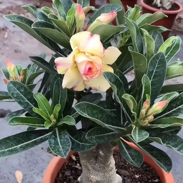 仙丹花开花后怎么处理(12)