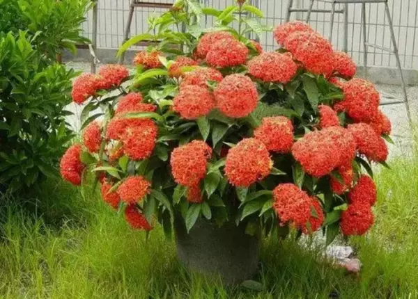 仙丹花开花后怎么处理(13)