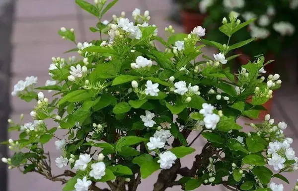 仙丹花开花后怎么处理(17)