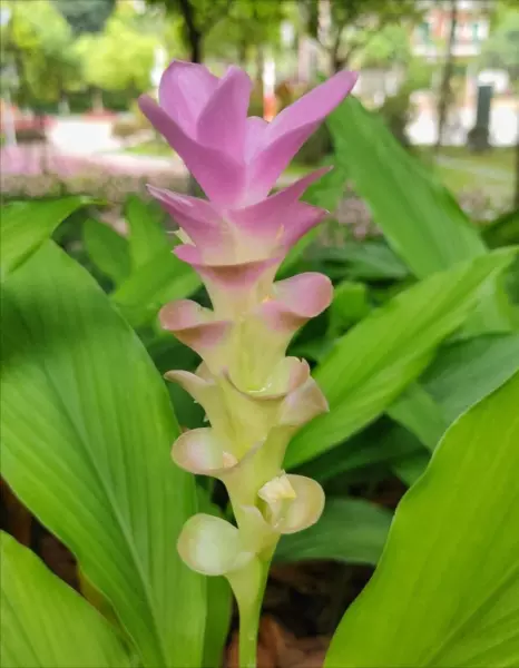 仙丹花开花后怎么处理(19)