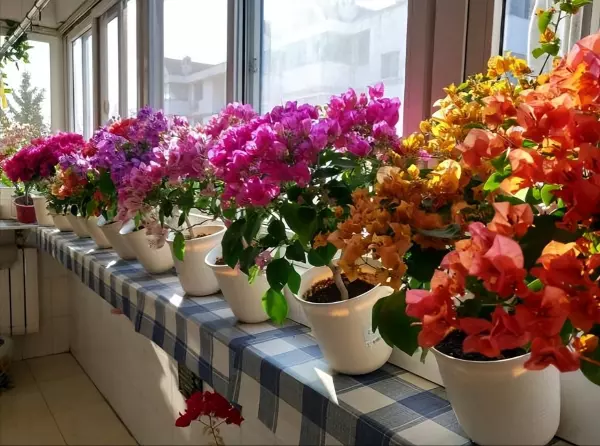 仙丹花开花后怎么处理(1)