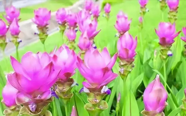 仙丹花开花后怎么处理(20)