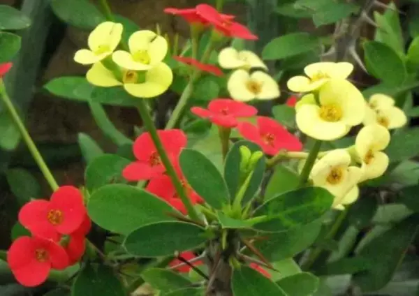 仙丹花开花后怎么处理(2)