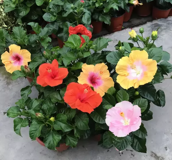 仙丹花开花后怎么处理(5)