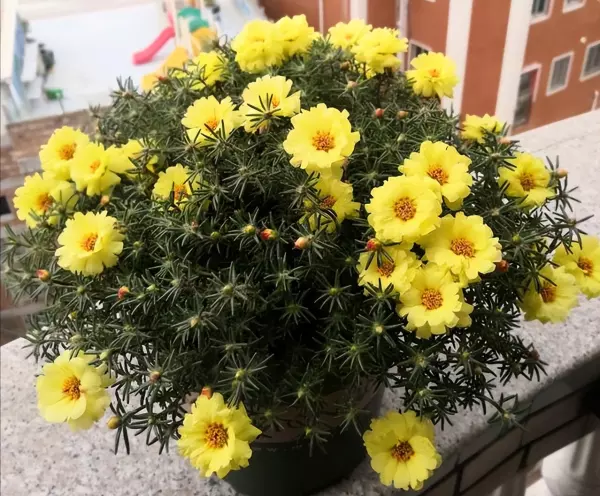 仙丹花开花后怎么处理(7)