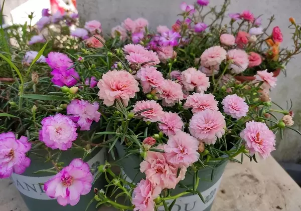 仙丹花开花后怎么处理(8)