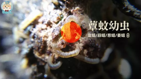 蚤蝇是外来飞虫还是内部滋生的(13)
