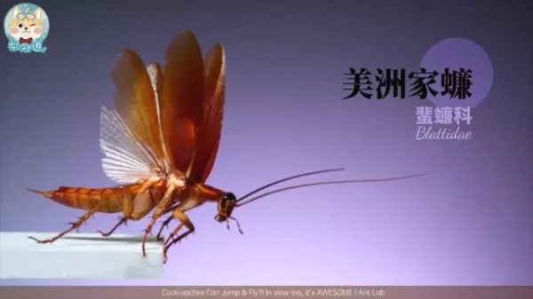 蚤蝇是外来飞虫还是内部滋生的(23)