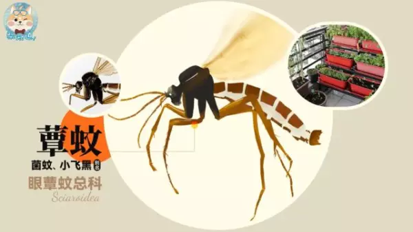 蚤蝇是外来飞虫还是内部滋生的(3)