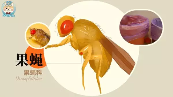 蚤蝇是外来飞虫还是内部滋生的(5)