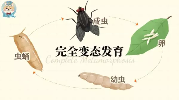 蚤蝇是外来飞虫还是内部滋生的(6)
