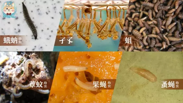 蚤蝇是外来飞虫还是内部滋生的(7)