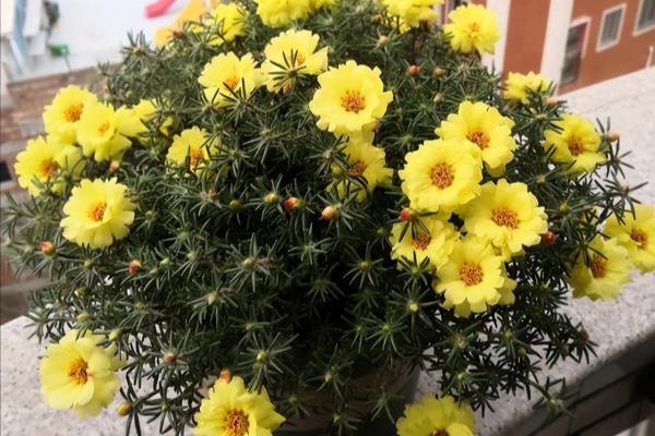 仙丹花开花后怎么处理.