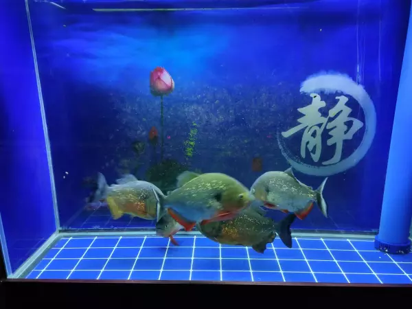 冲浪浴缸里有小虫子怎么处理(1)