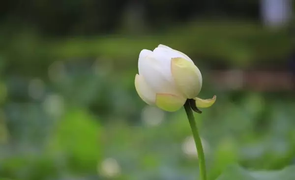 一什么小艇一什么浮萍一什么小娃(2)