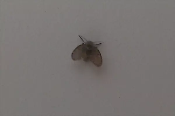 下水道虫子用什么杀虫剂(7)