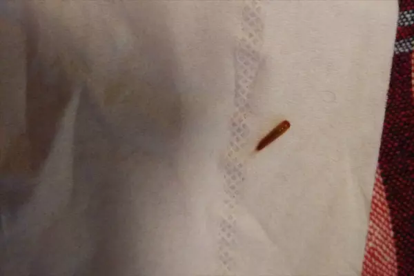 黑毛皮蠹幼虫为什么会出现在屋里(5)