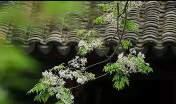苦楝木是什么档次的木材(1)