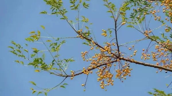 苦楝木是什么档次的木材(2)