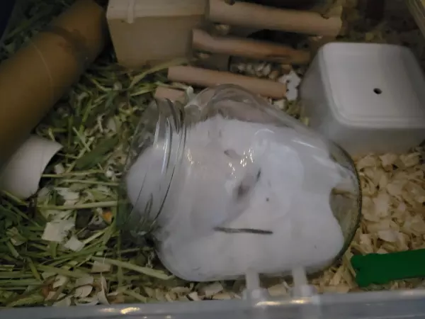 如果仓鼠没有浴沙可以用什么代替(3)