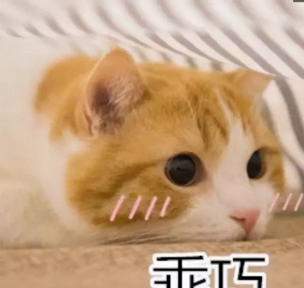 sc是什么意思网络用语(2)