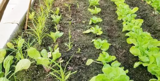 蝴蝶是害虫吗,蚂蚁是益虫还是害虫?(1)