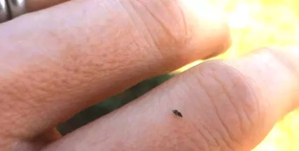 蝴蝶是害虫吗,蚂蚁是益虫还是害虫?(22)