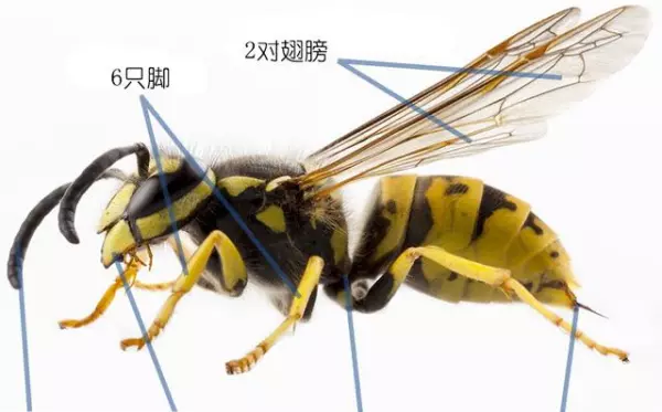 蝴蝶是害虫吗,蚂蚁是益虫还是害虫?(32)