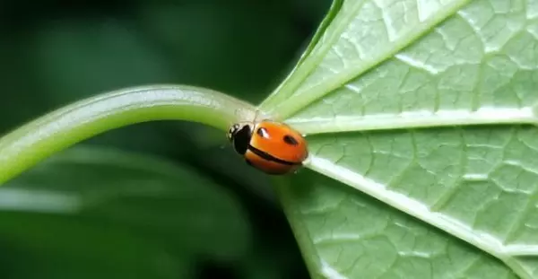 蝴蝶是害虫吗,蚂蚁是益虫还是害虫?(3)