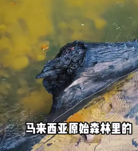 非洲乌木有什么用途和价值(13)