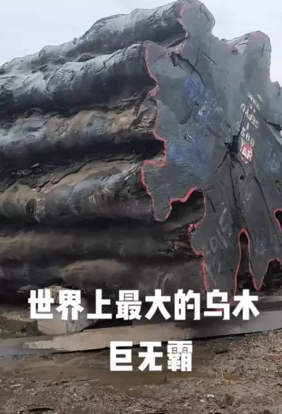 非洲乌木有什么用途和价值(15)