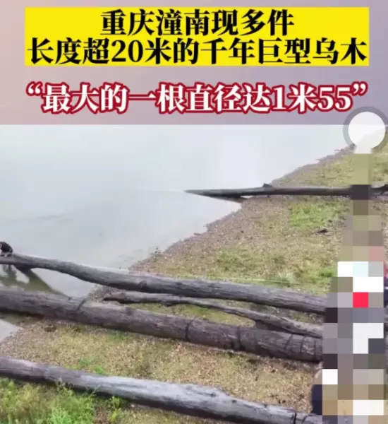 非洲乌木有什么用途和价值(2)
