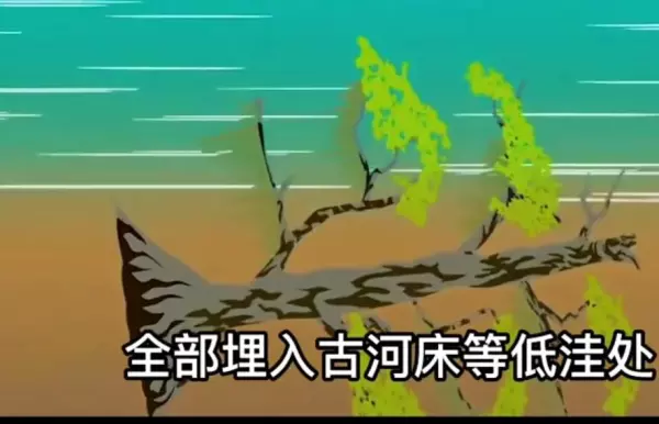 非洲乌木有什么用途和价值(3)