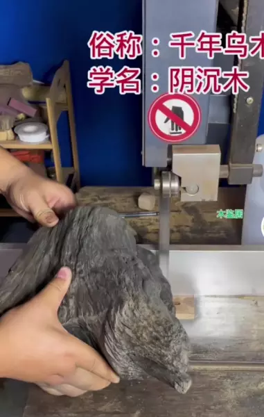 非洲乌木有什么用途和价值(6)
