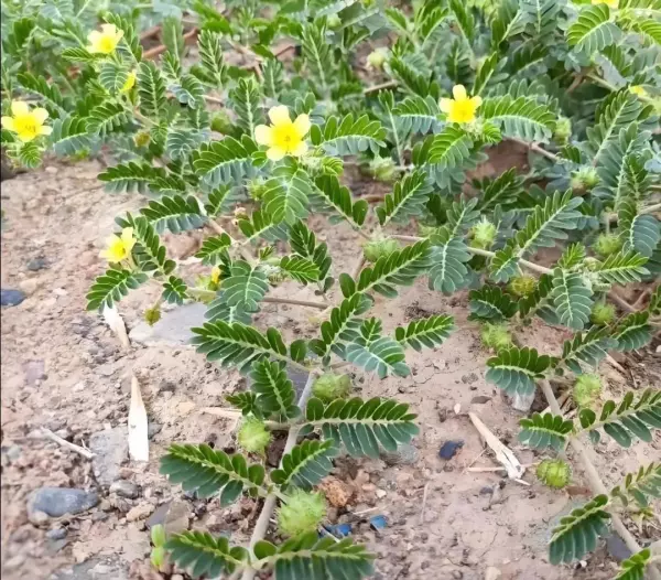 比尔盖茨的读音是什么(5)