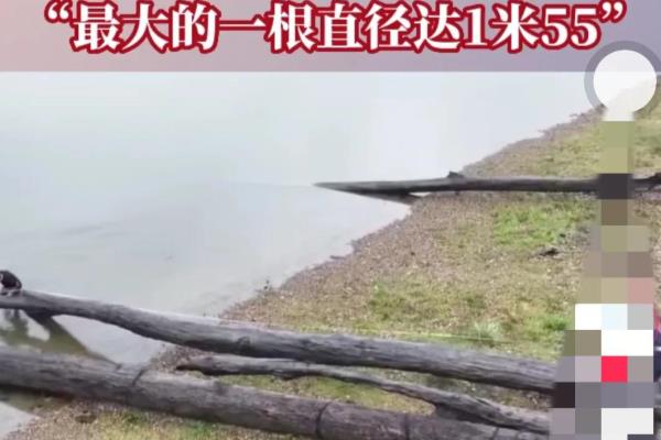 非洲乌木有什么用途和价值.