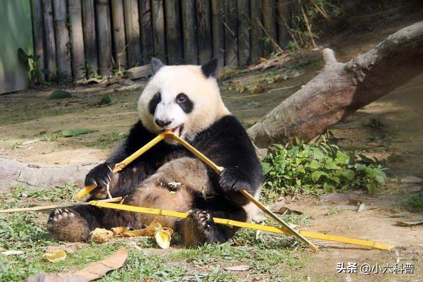 熊掌的价格是多少.