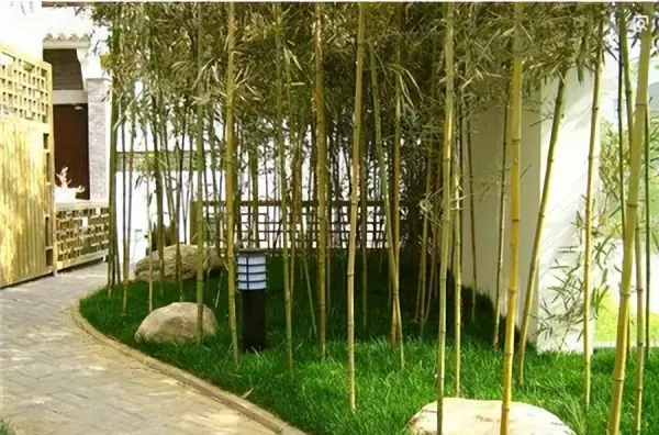 家里种竹子好吗应该种在什么位置(2)