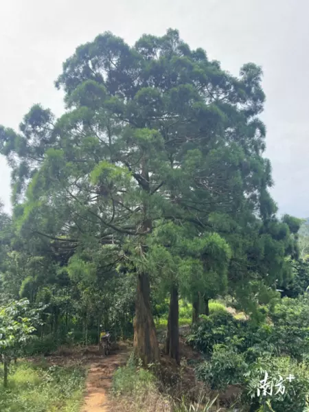 水松是国家一级保护植物吗(1)