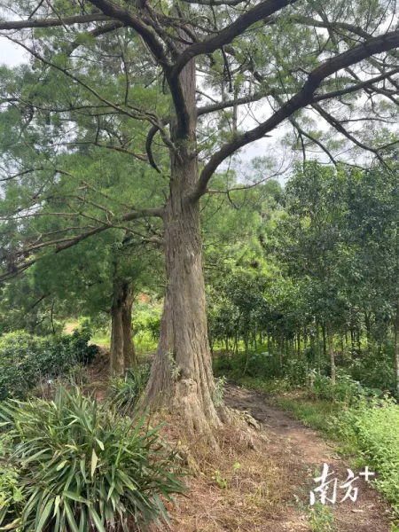 水松是国家一级保护植物吗(2)
