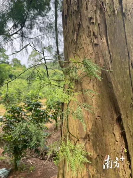 水松是国家一级保护植物吗(3)