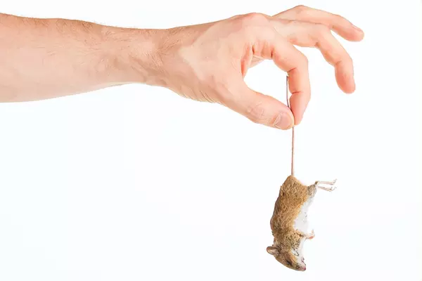 家里有老鼠怎么办如何赶走或消灭它(1)