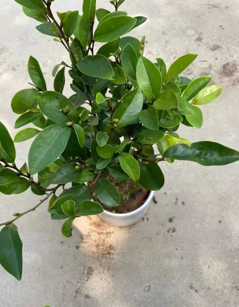 含笑球属于乔木还是灌木(3)