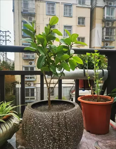 含笑球属于乔木还是灌木(4)