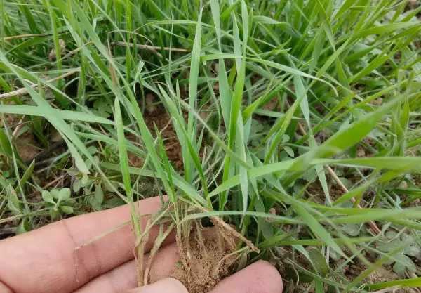 多花黑麦草用什么除草剂最好(1)