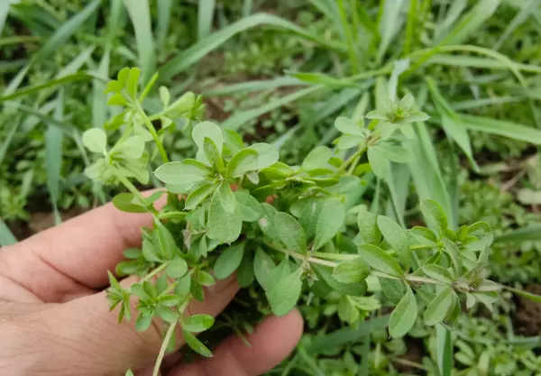 多花黑麦草用什么除草剂最好(3)